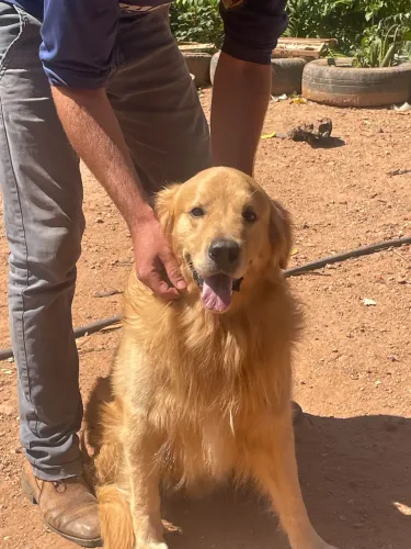 Golden belíssimo para cruza