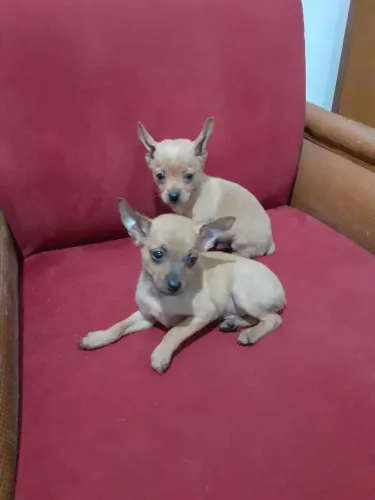Pinscher 0- p seu amor R$ 700