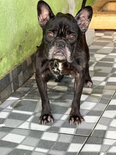 Bulldog francês fêmea