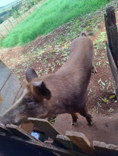 Reprodutor Duroc com Pietrain