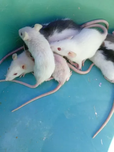 Rato Twister/ Mercol Pet