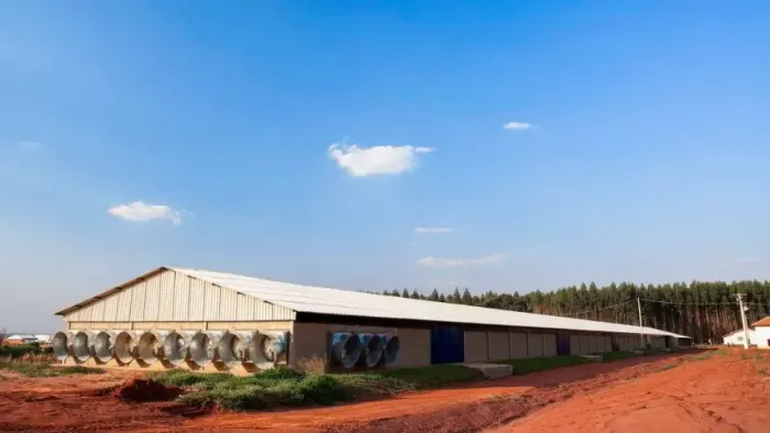 Trabalhar em aviários de frango
