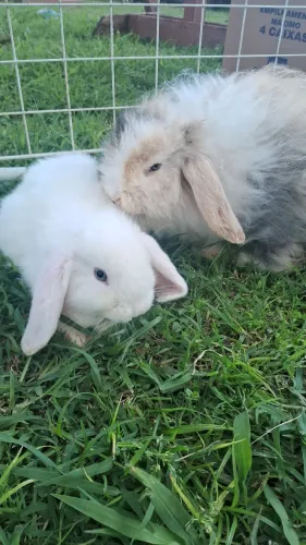Lindos e Fofinhos Casal de Coelhos Da Raça Mini Loop Uruguaio