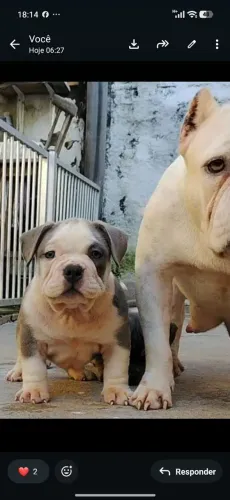 American Bully exótic