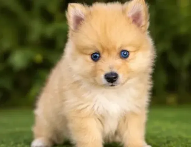 Pomsky Fêmea de Olhos Azuis - Encante-se! 