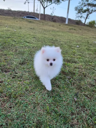 Spitz alemão anão macho