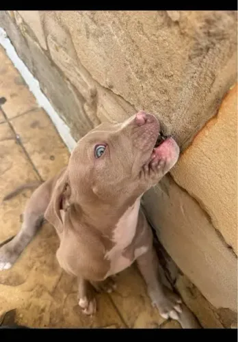 Pitbull Macho 6 meses