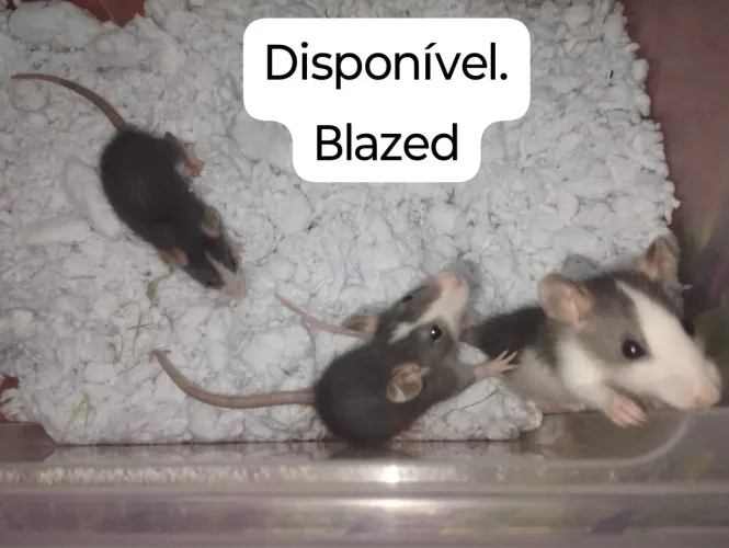 Ratos Twister disponível para pet. 