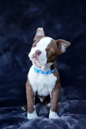 Boston Terrier Machos e Femeas 