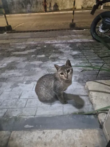 GATO FILHOTE DÓCIL PARA ADOCAO - ENTREGO EM DOMICILIO
