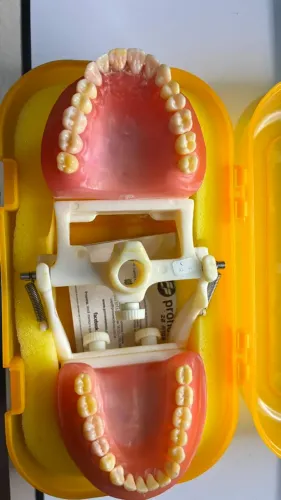 Manequim Odontológico de dentística Pronew