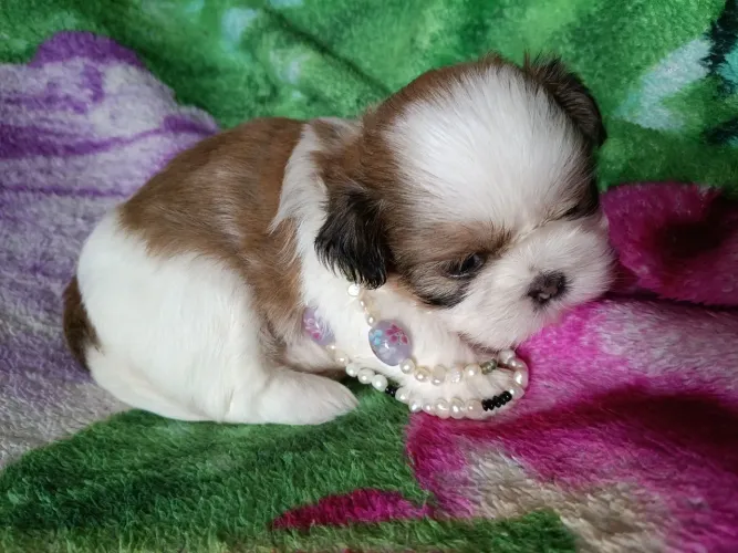 Fêmea shih tzu Rj