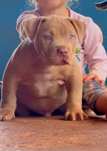 Americano bully filhote