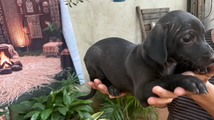 Doa filhote cãozinho