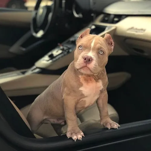 American Bully - O Parceiro Ideal Para Novas Memórias