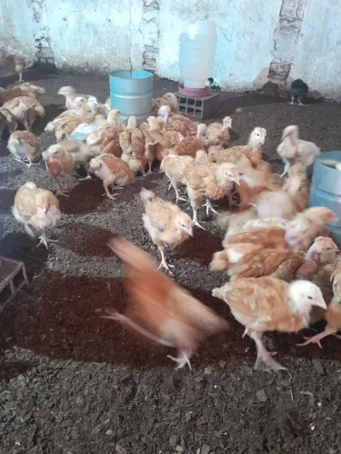 Pintadinha Caipirão fêmea r$ 12 a unidade facilitamos a entrega