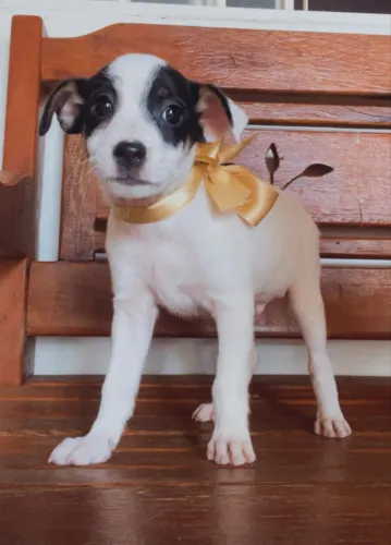 PET ADOÇÃO