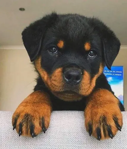Bebezinho rottweiler porte robusto e saudável com garantia