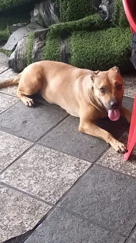 Doação de uma cachorra médio/grande porte 