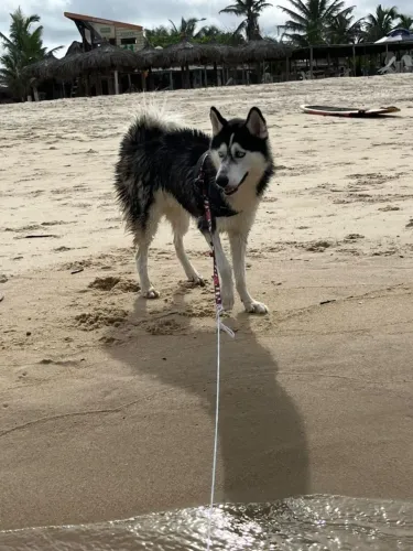 Husky siberiano para cruzamento, Macho
