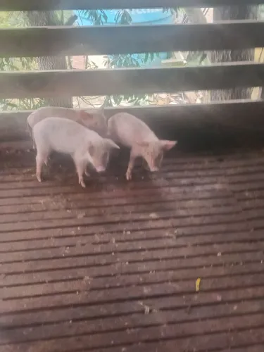 Leitão filhote porco R$250,00