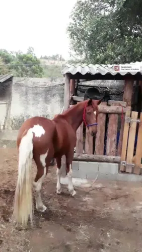 VENDO CAVALO