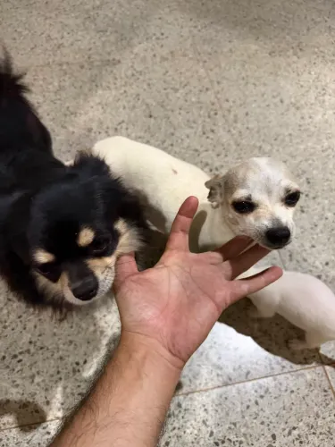 Chihuahua Macho
