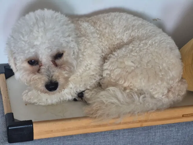 Doação de Poodle