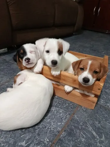 Filhotes Jack Russell Terrier