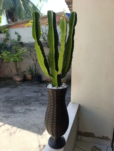 cacto no vaso 