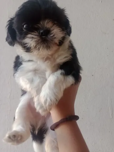 Vendo cachorro shih Tzu mãe e pai também são