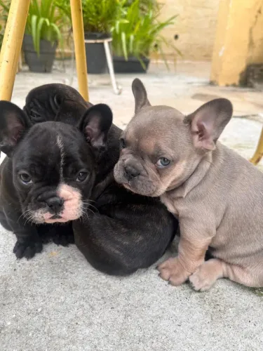 Bulldog francês, machos e fêmea na promoção 