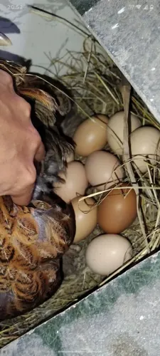 Ovos férteis da raça Brahma