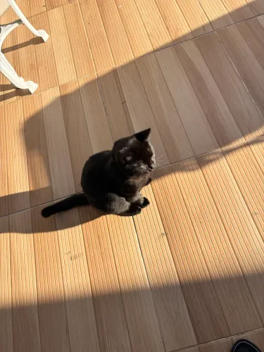 Doação de gato