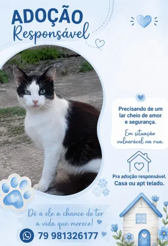 ADOÇÃO DE GATOS
