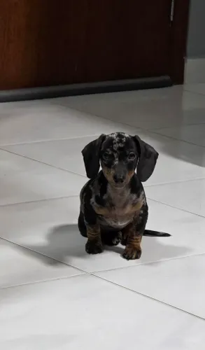 Cachorro Dachshund Kaninchen