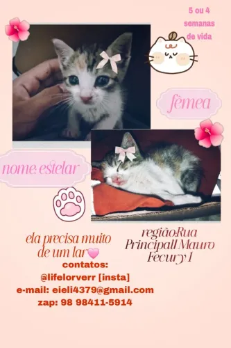 adoção gatinha fêmea