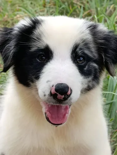 Border Collie