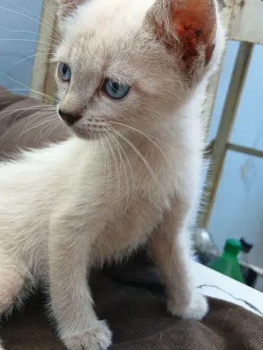Gatinhas filhotes disponíveis para adoção responsável Rib. Preto
