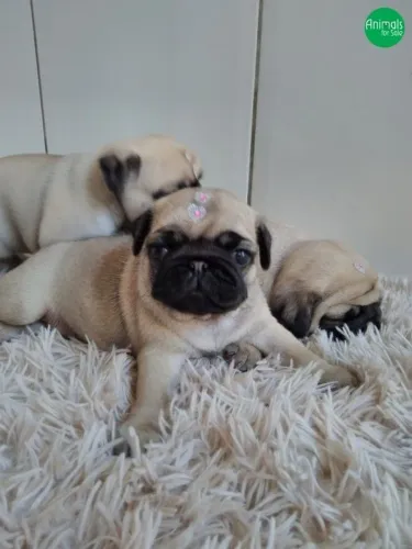 Pug filhotes mais Leal que Wi-Fi kkkk