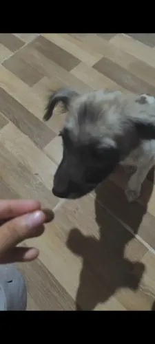 Cachorro pra adoção 