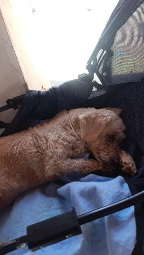 Doa-se poodle idoso!