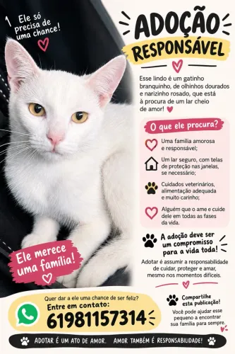doação de gato 