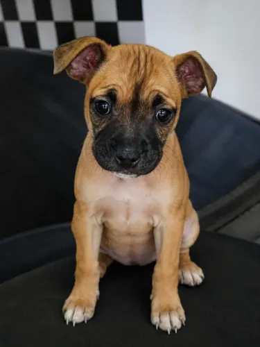 Pitbull fêmea 2 meses