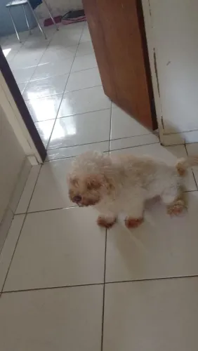 Doando Poodle 