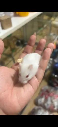 Hamster 