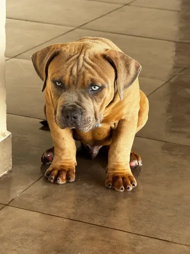 Pitmonster