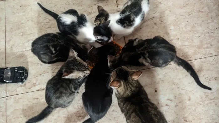 Doação de gatos
