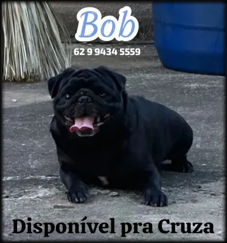 PUG Black Disponível pra CRUZA Leia a Descrição 