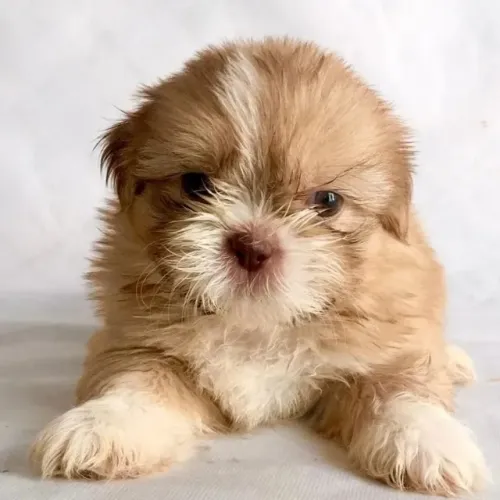shih tzu mini com procedencia